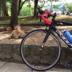 公園　鹿1
